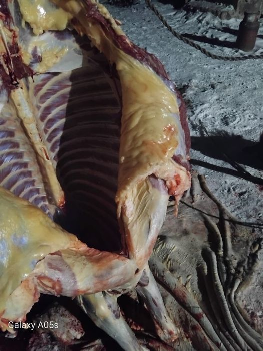 Мяссо конина мяссо