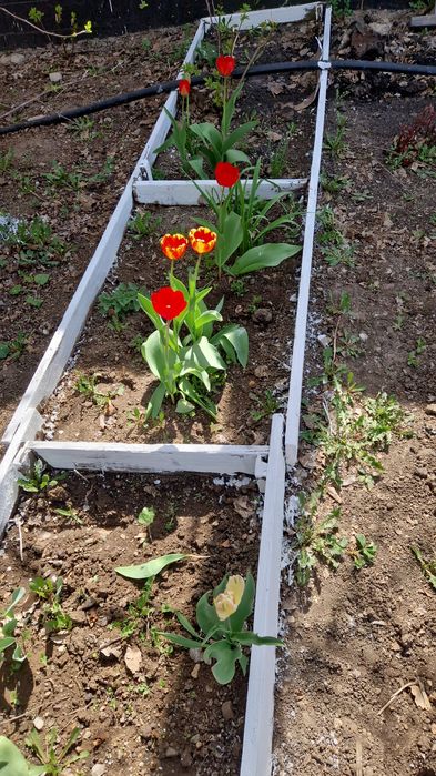 Продам тюльпаны разные