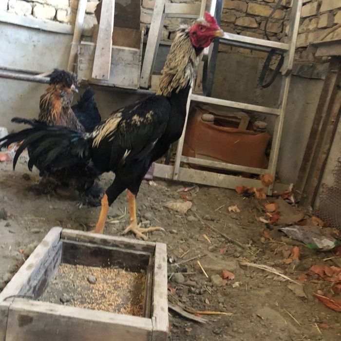 Mayski xõroz sotiladi