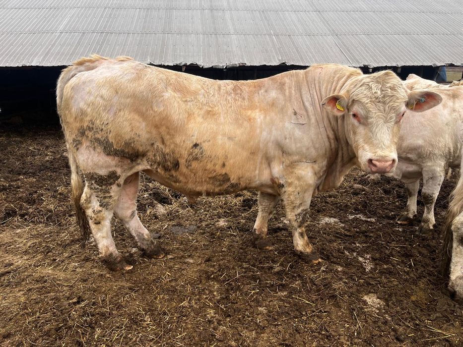 Vand Taur Charolaise