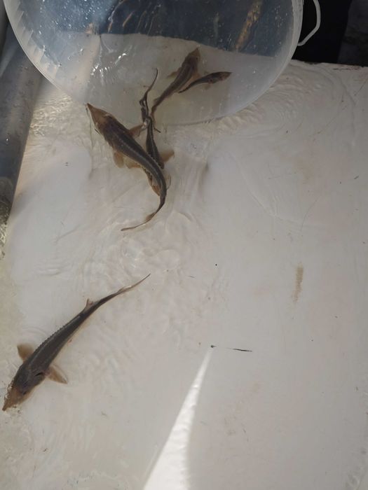 Продам личинку пеляди