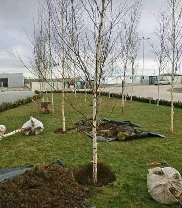 Plante ornamentale ,tuia,magnloii,catalpa,mesteacan.diferite specii