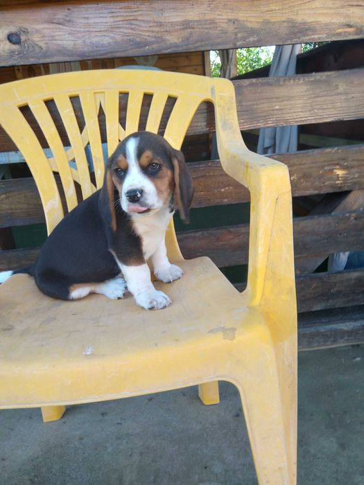 Beagle pui 2 luni