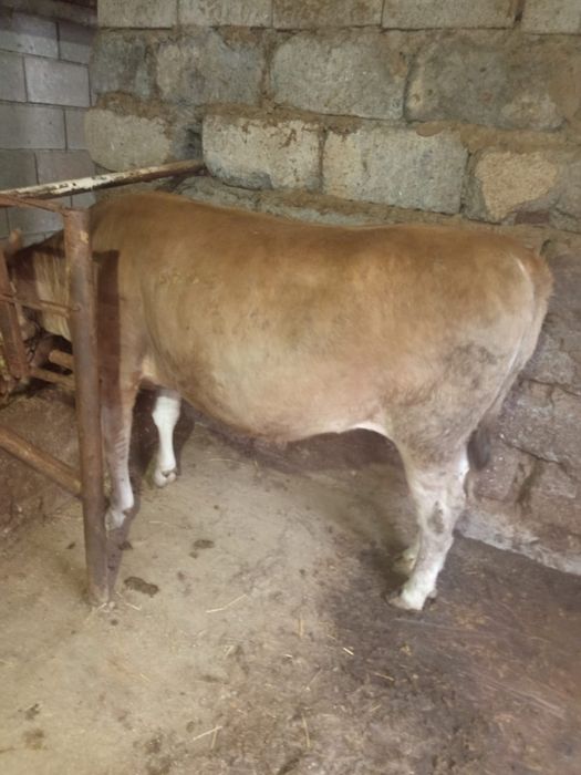 Продам жирную молодую тёлку, можно на мясо