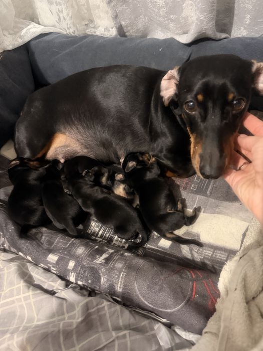 Щенки таксы чистокровные