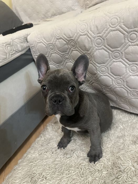Bulldog Francez mascul