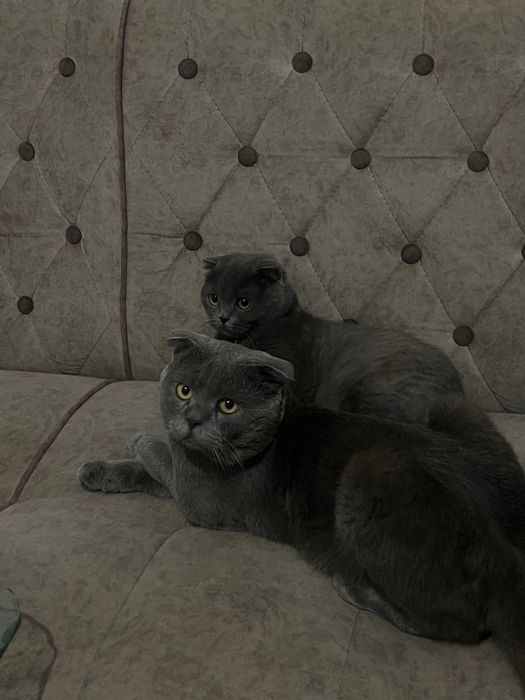 ВЯЗКА Гигант Британский кот