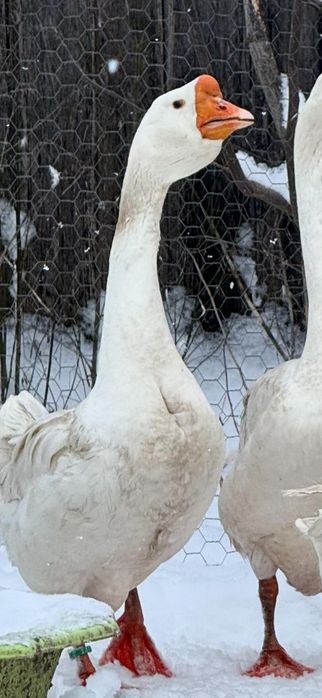 Gâscan african alb(gaste)