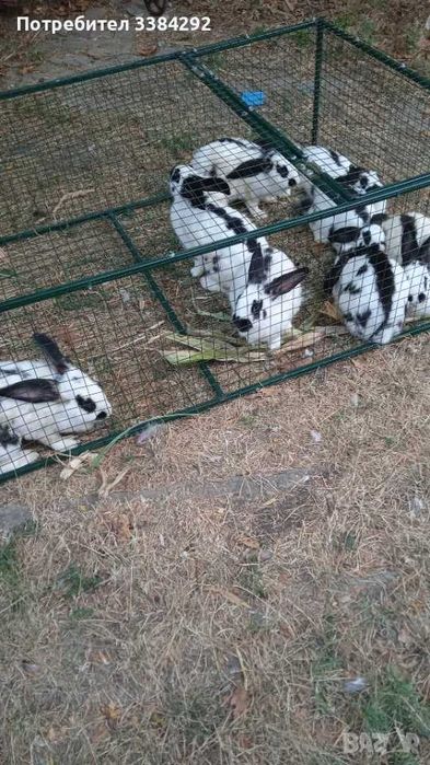 Продавам  зайци за клане или развъждане на възраст 5 и 8 месеца