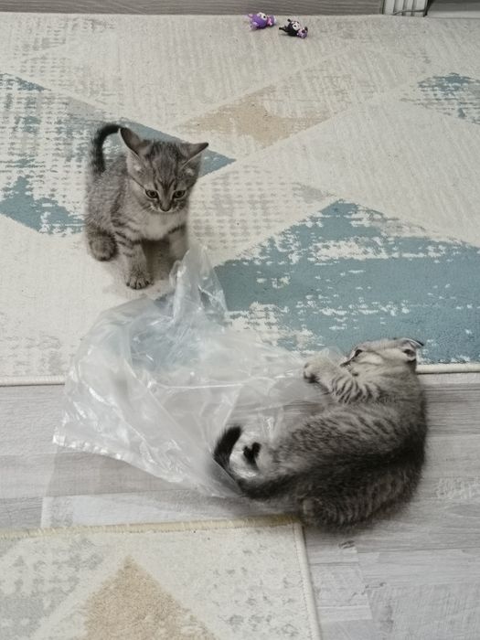 Котята 2 месячный