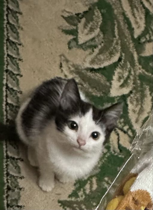 Отдам черно белого котенка( девочка)