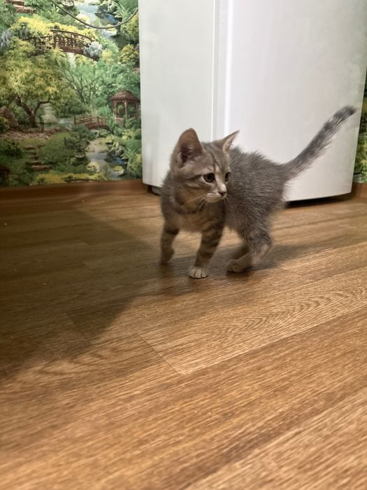 Отдам котят в хорошие руки