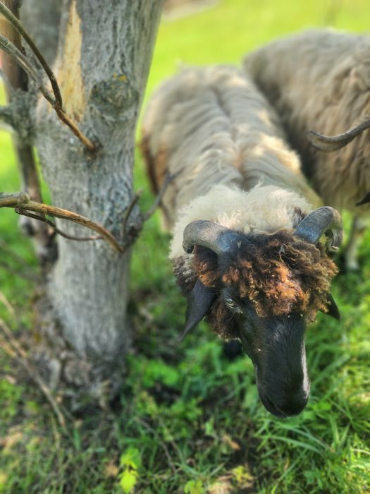 Berbecut de vanzare pret nogociabil