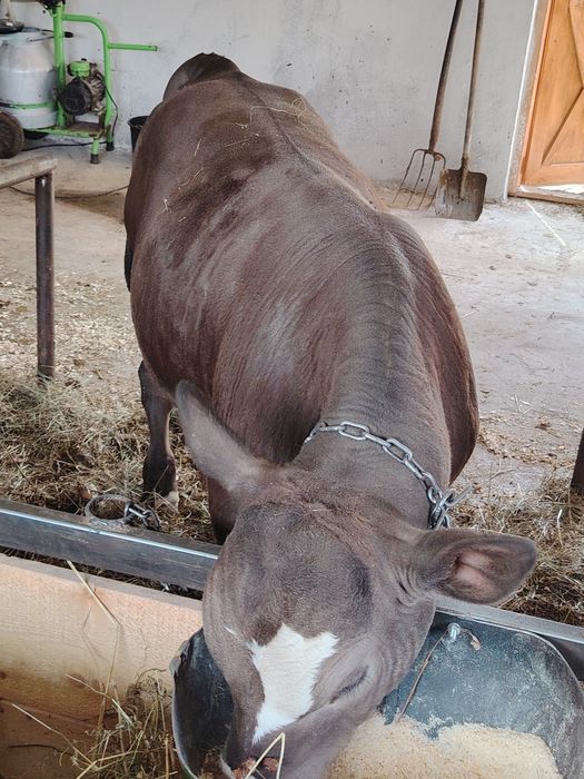 vițel angus de 3 luni