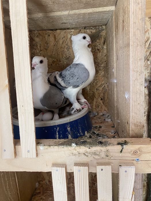 Porumbei misirli satineti