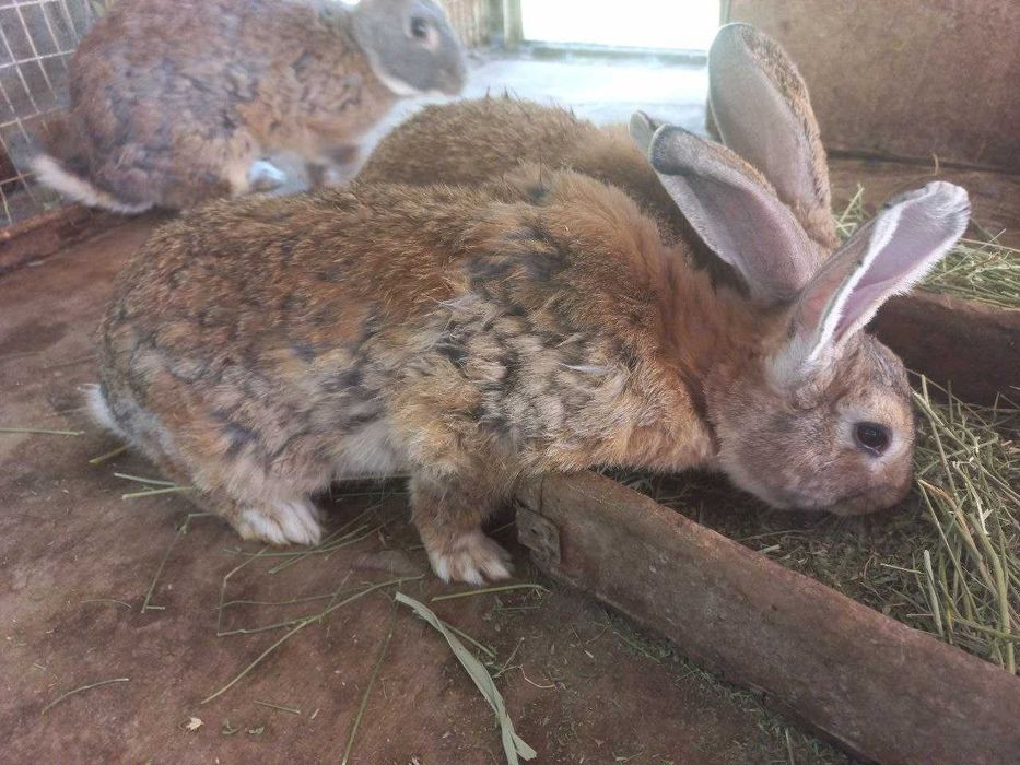 Продаются домашние кролики породистые