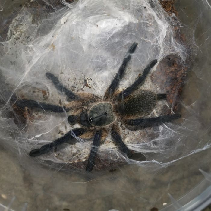 Пауки птицееды разные виды