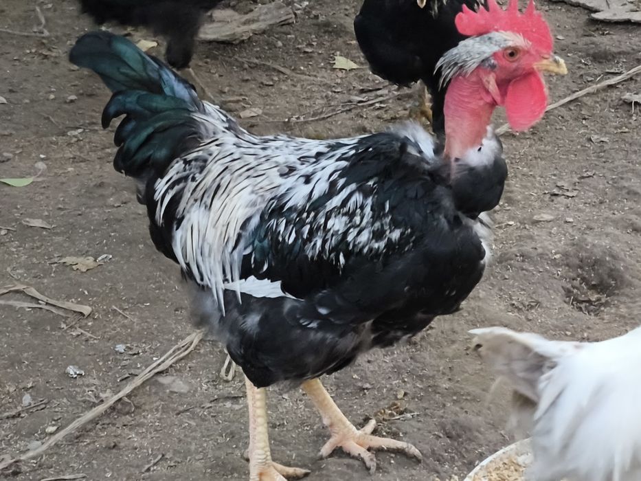 Қораздар сатылады, үйдікі, мықты, жас