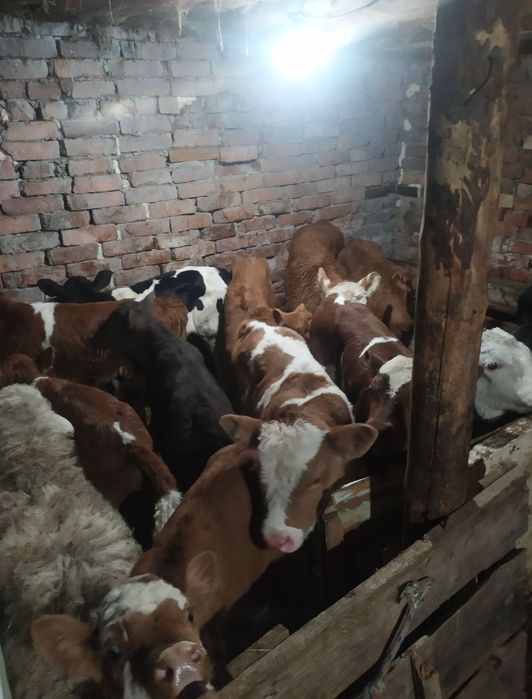 Телята бычки и телочки