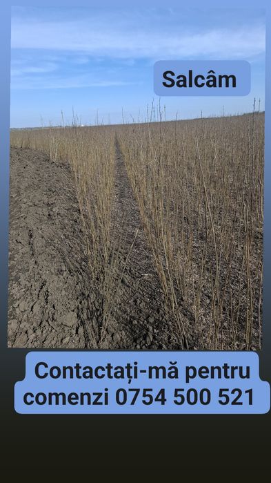 Puieti de salcâm de la 30 bani-1.20 bani