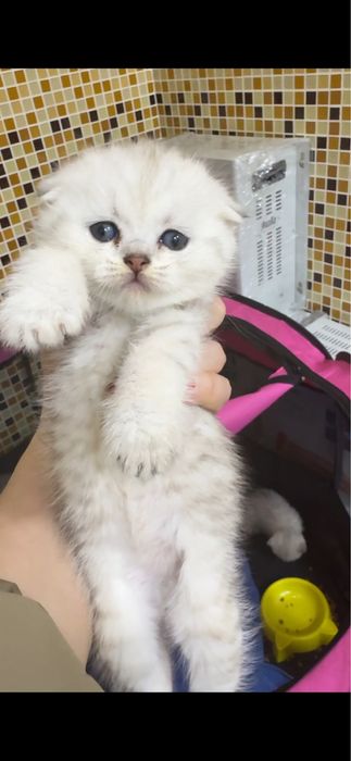 Продается скоттиш фолд шиншилла.