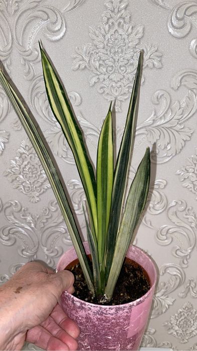 сансивиерия разные