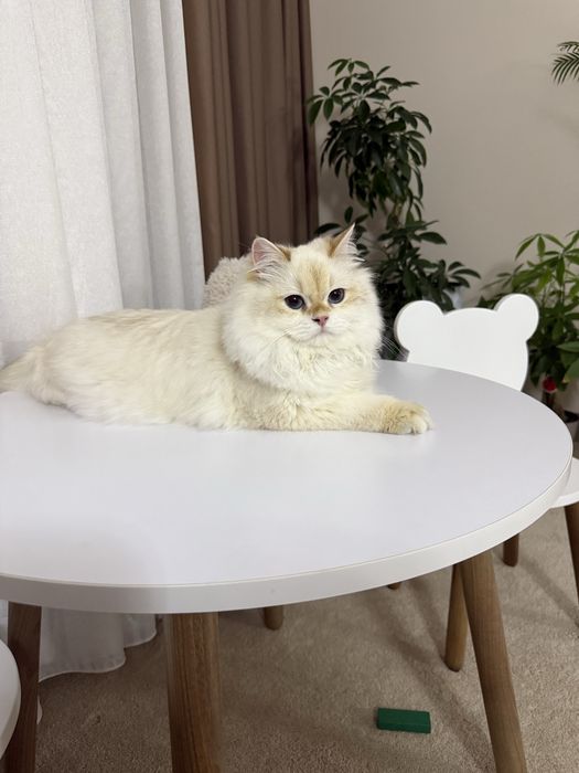 Britanskiy shinshilla Ko’k ko’zli