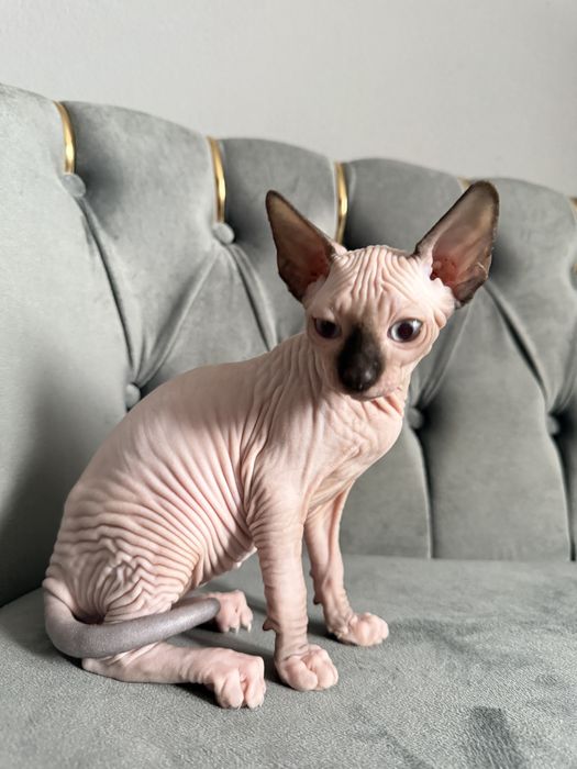 Fetita Sphynx Superba
