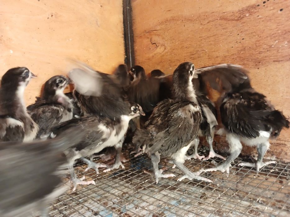 Австралоп бакапандары сатлады.