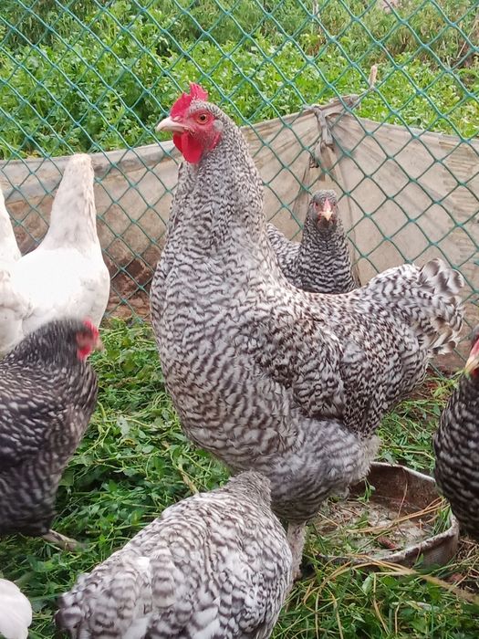 Продам молодых породистых петушков