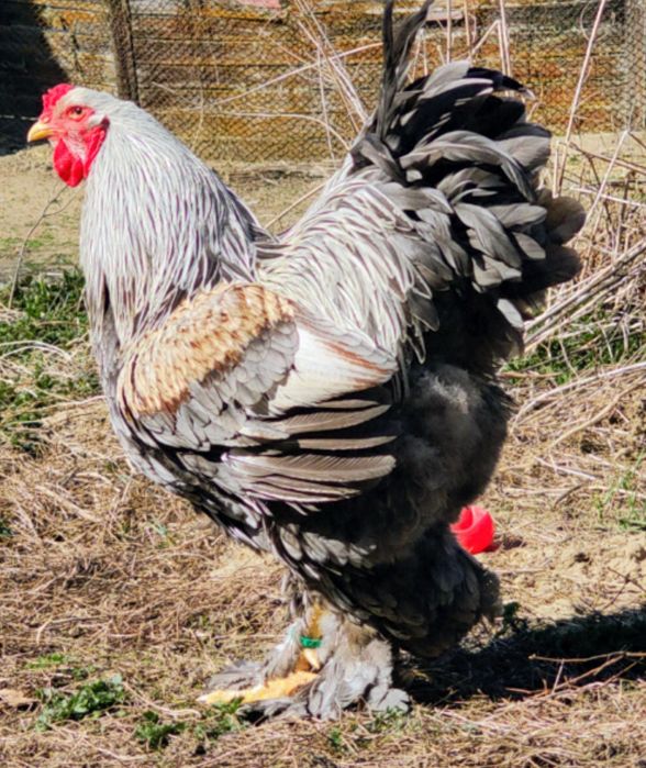 Vând ouă pentru incubat Brahma HI, BSO , Potarnichiu