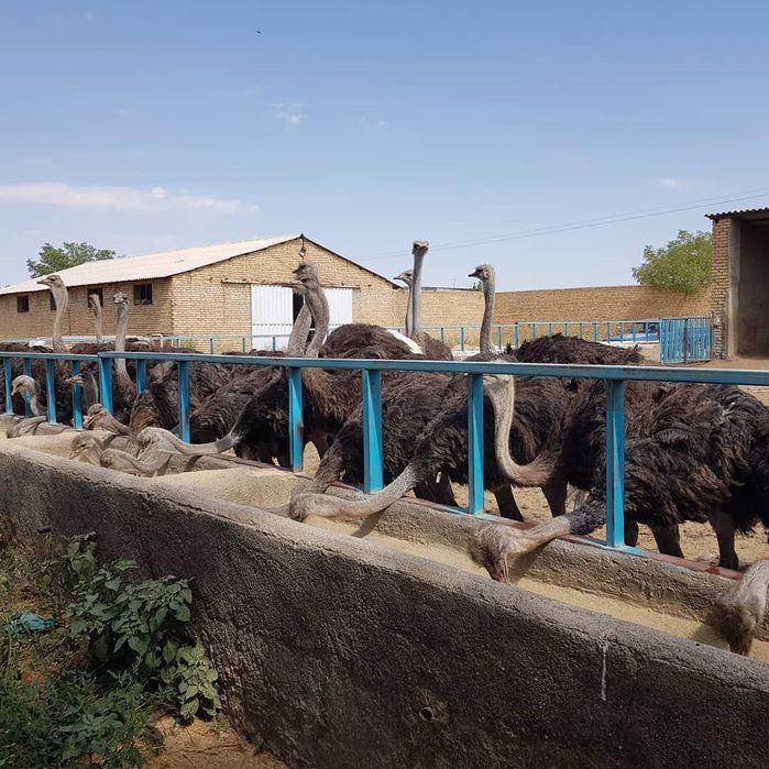 Африканские страусы Түйеқұс Страус