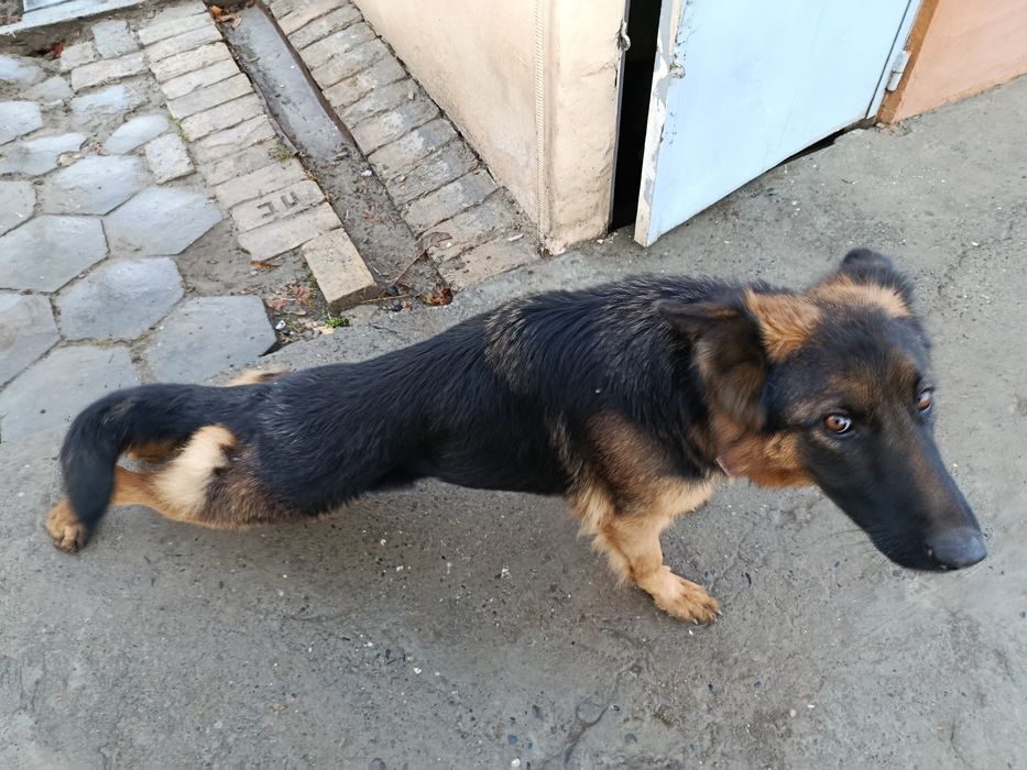 Продаётца собака авчарка