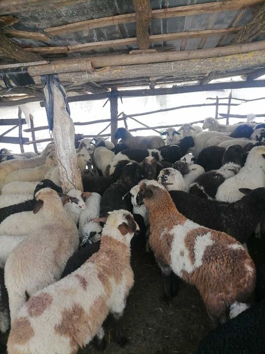 Vând Miei Paste pentru sacrificare in viu