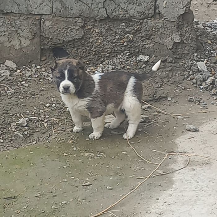 Алабай боласи сотилади