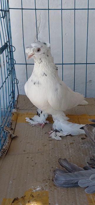 Голуби игровых кровей