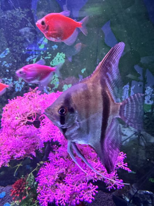 Продам акулий балу и скалярий