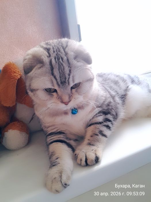 Мушук  сотилади. ПРОДАЁТСЯ Котёнок