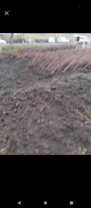 Puieti salcâm frasin fag carpen ulm plop mesteacăn brad molid Tei arin