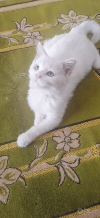 Страйт кизча мушукча