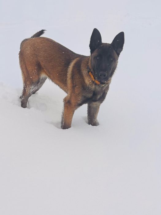 Белгийска овчарка (малиноа)