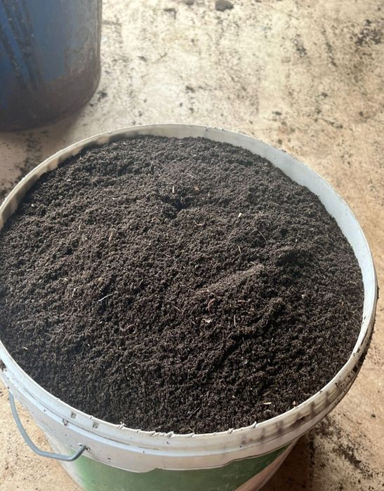 Саженцы клубники