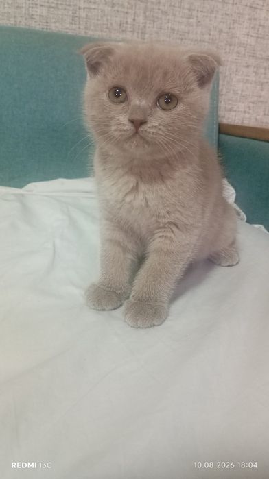Котята скоттиш фолд/страйт