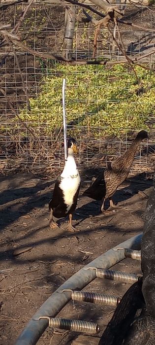 Rațe Indiene Alergătuare