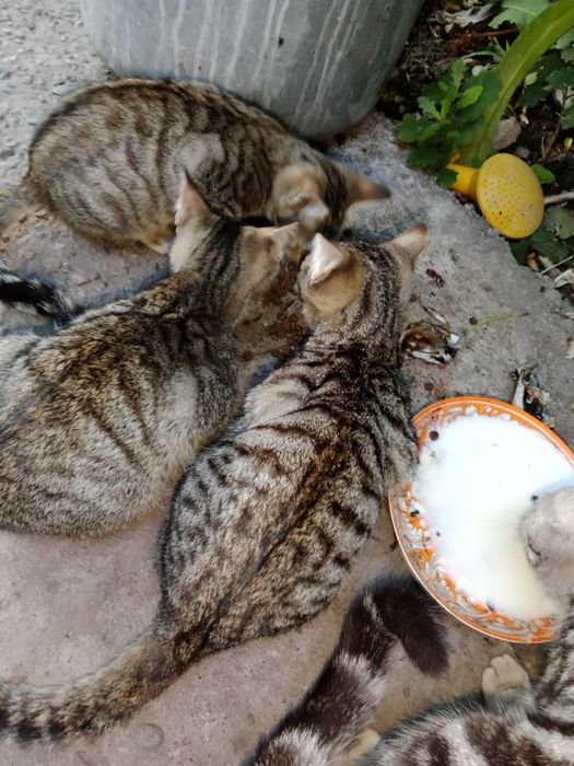 Отдам котят даром, очень игривые