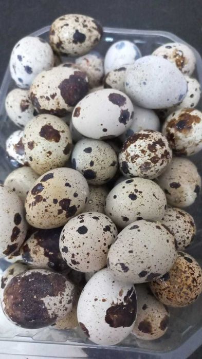 Перепёлки несушки