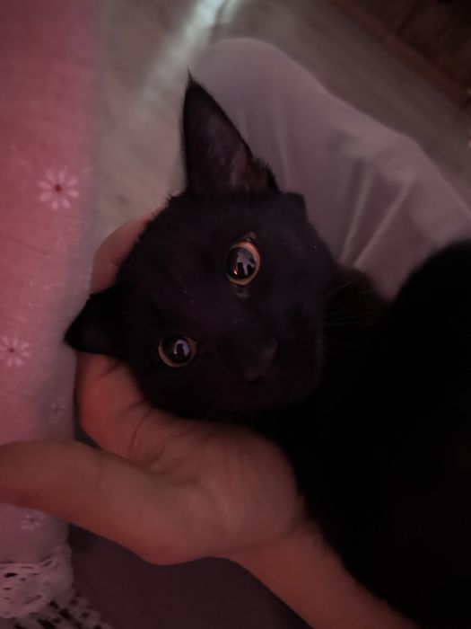 Котята, две девочки, в хорошие руки