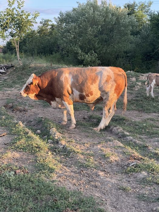 Vand taur baltata romaneasca