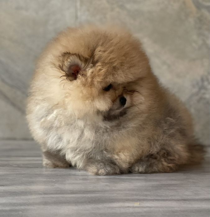 Мини Померан