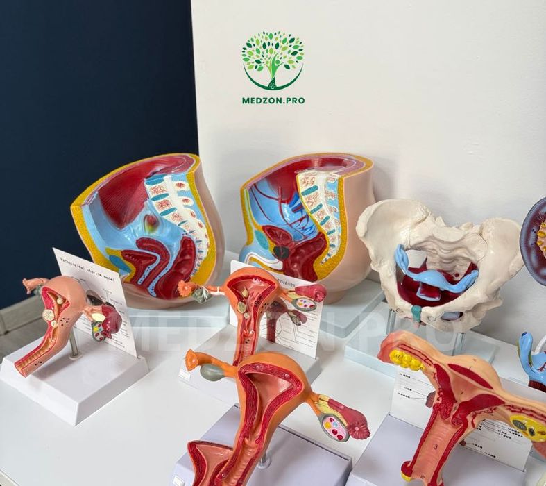 Анатомические Муляж для гинекология и урология.